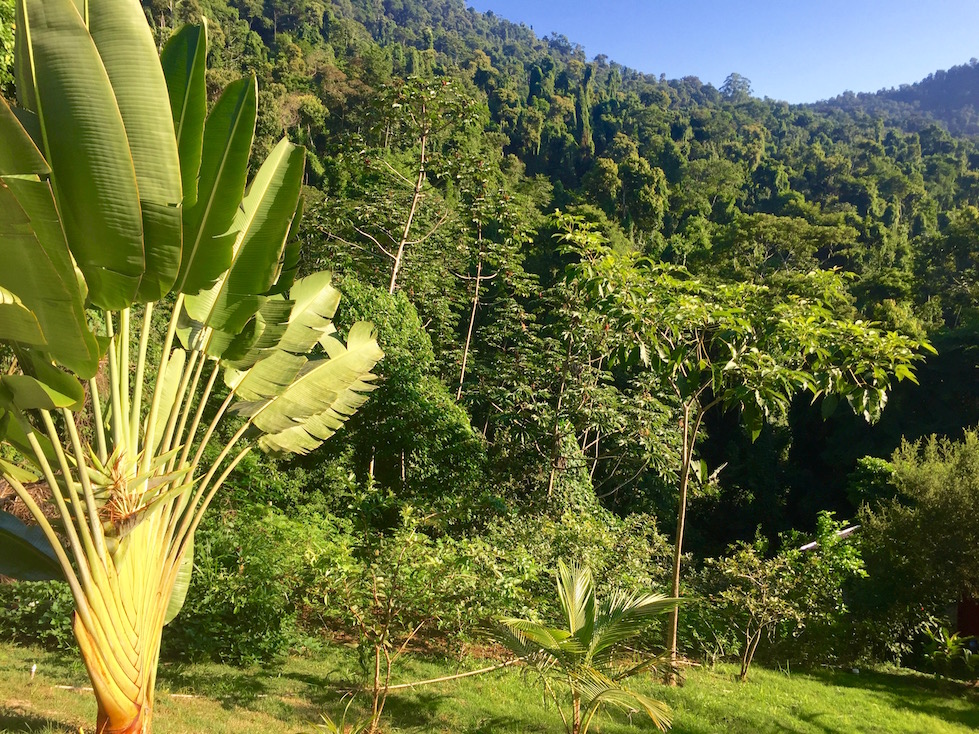 Casa Tambor Paraty view to the forest